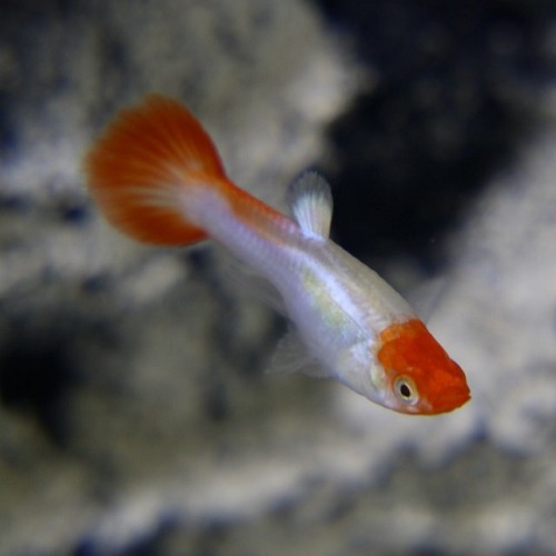 Poecilia reticulatus, Lebistes reticulatus - Guppy female red cap